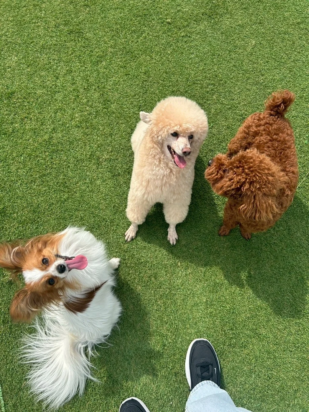 芝生の上で3匹の犬がカメラを見上げている写真