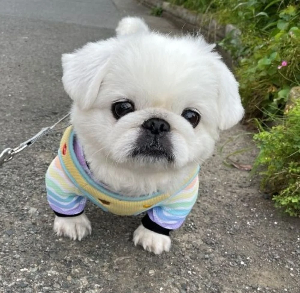 カラフルなボーダー柄の服を着た白い子犬