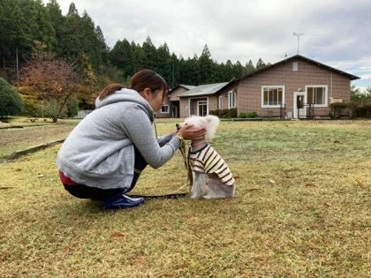 女性が芝生の上で小型犬と優しく触れ合っている様子