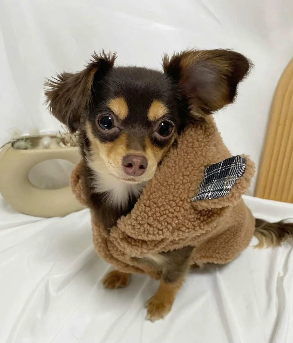 ふわふわの茶色いコートを着た小さなチワワ