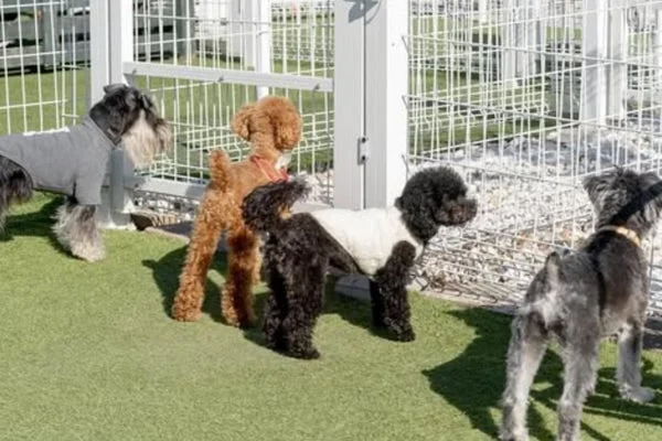 ドッグランの様子