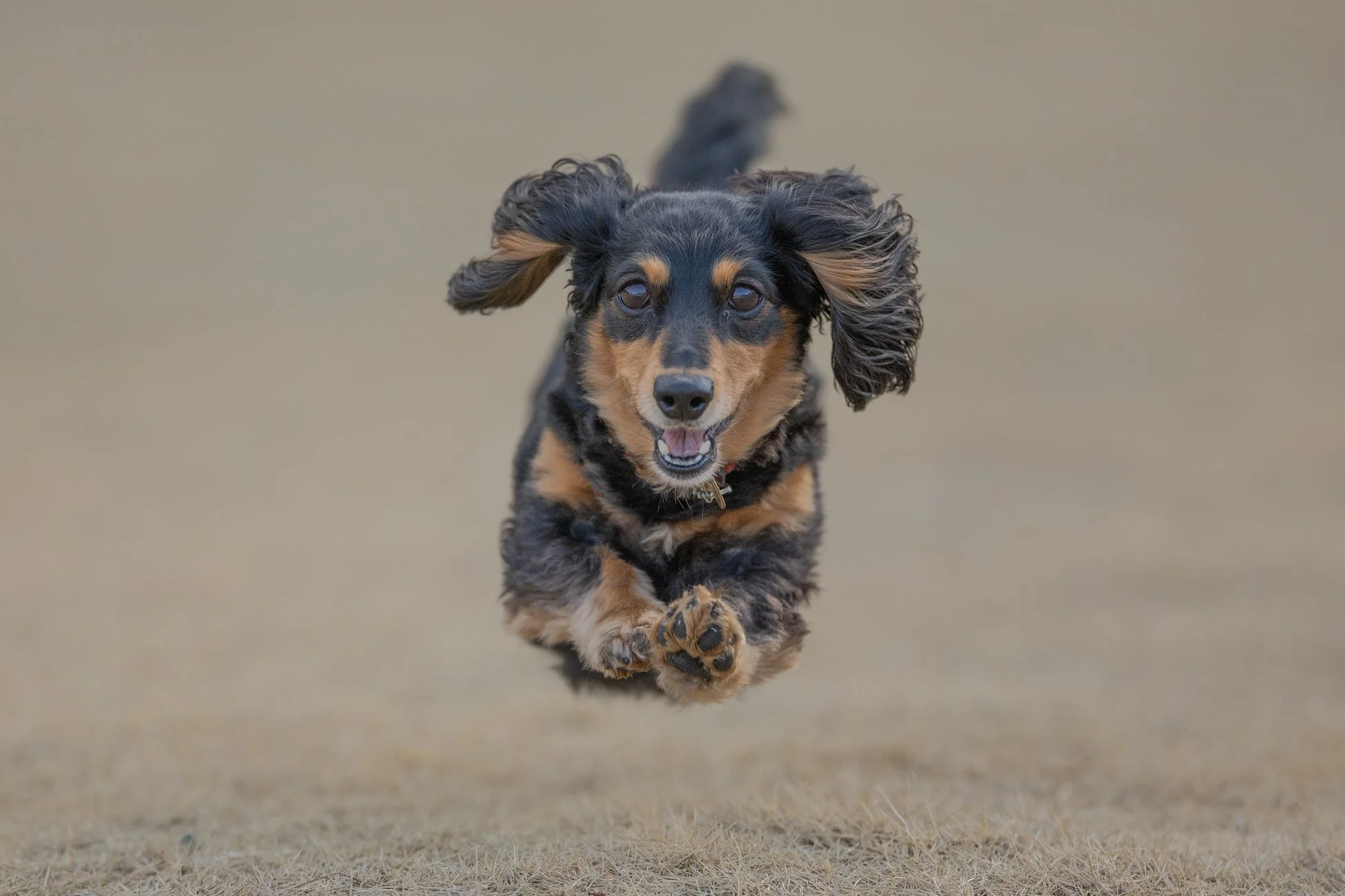 ジャンプするダックスフンド