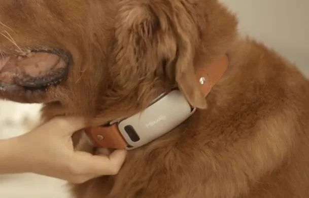 ゴールデンレトリバーと首輪