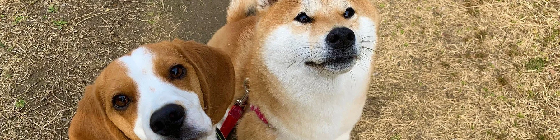 ビーグル犬と柴犬