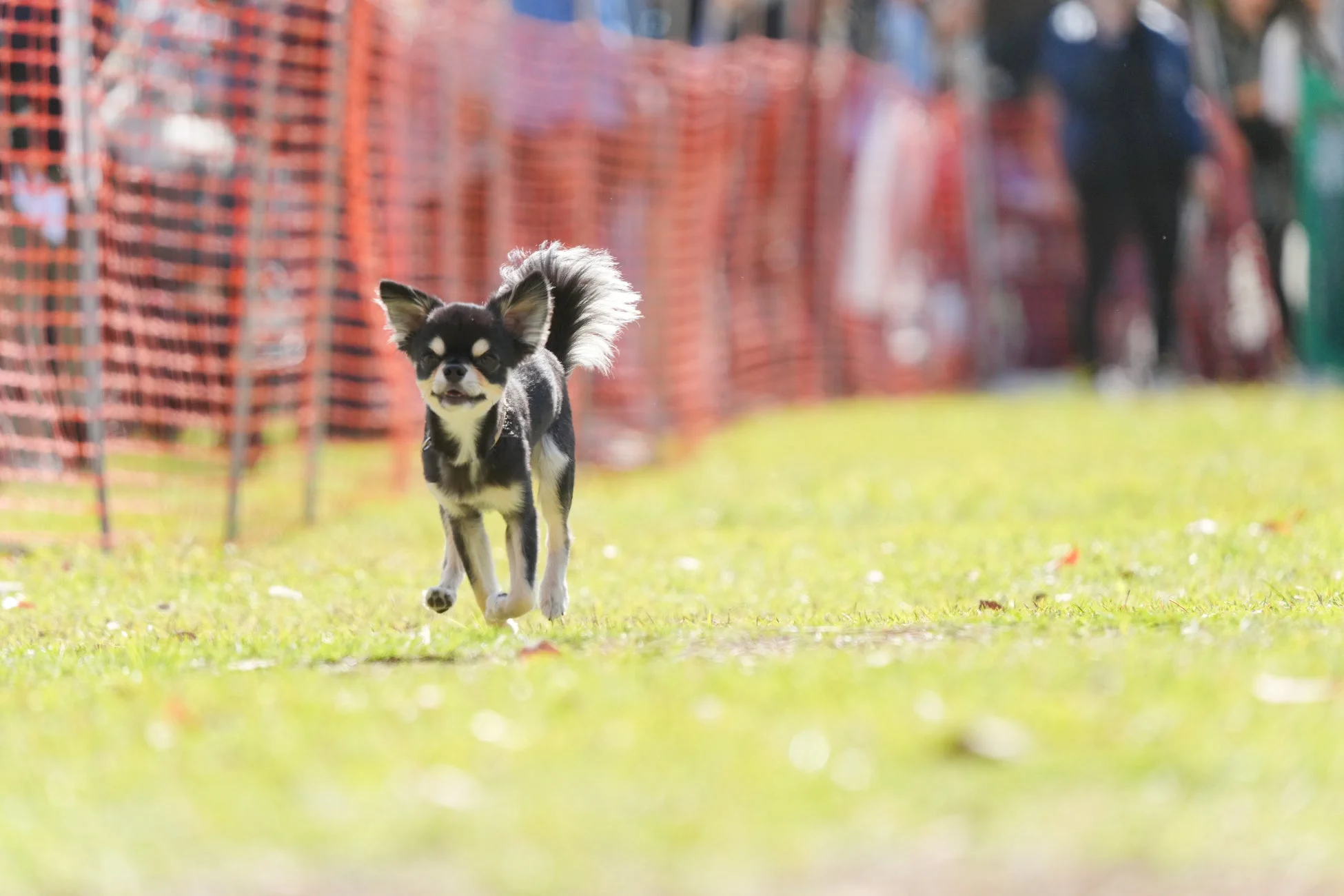 芝生を走るチワワ