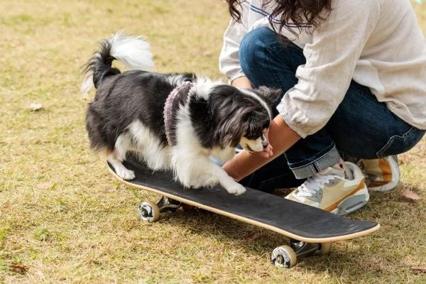 屋外の芝生の上で、一人の女性が黒と白の犬がスケートボードに乗るのを手伝っている様子