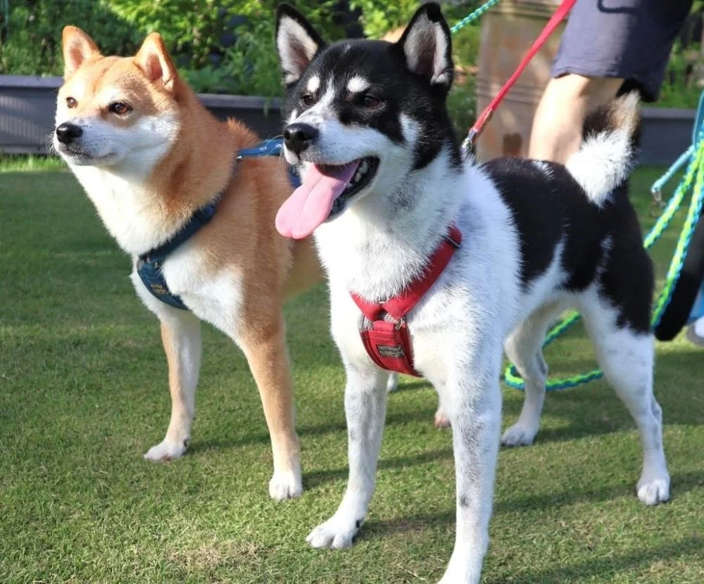 芝生の上で散歩する柴犬と白黒の犬