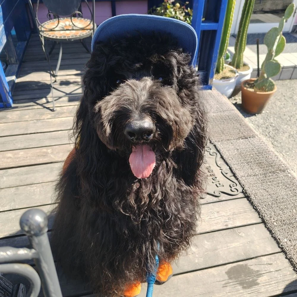 青いキャップとオレンジ色の靴を履いた黒い毛並みの犬