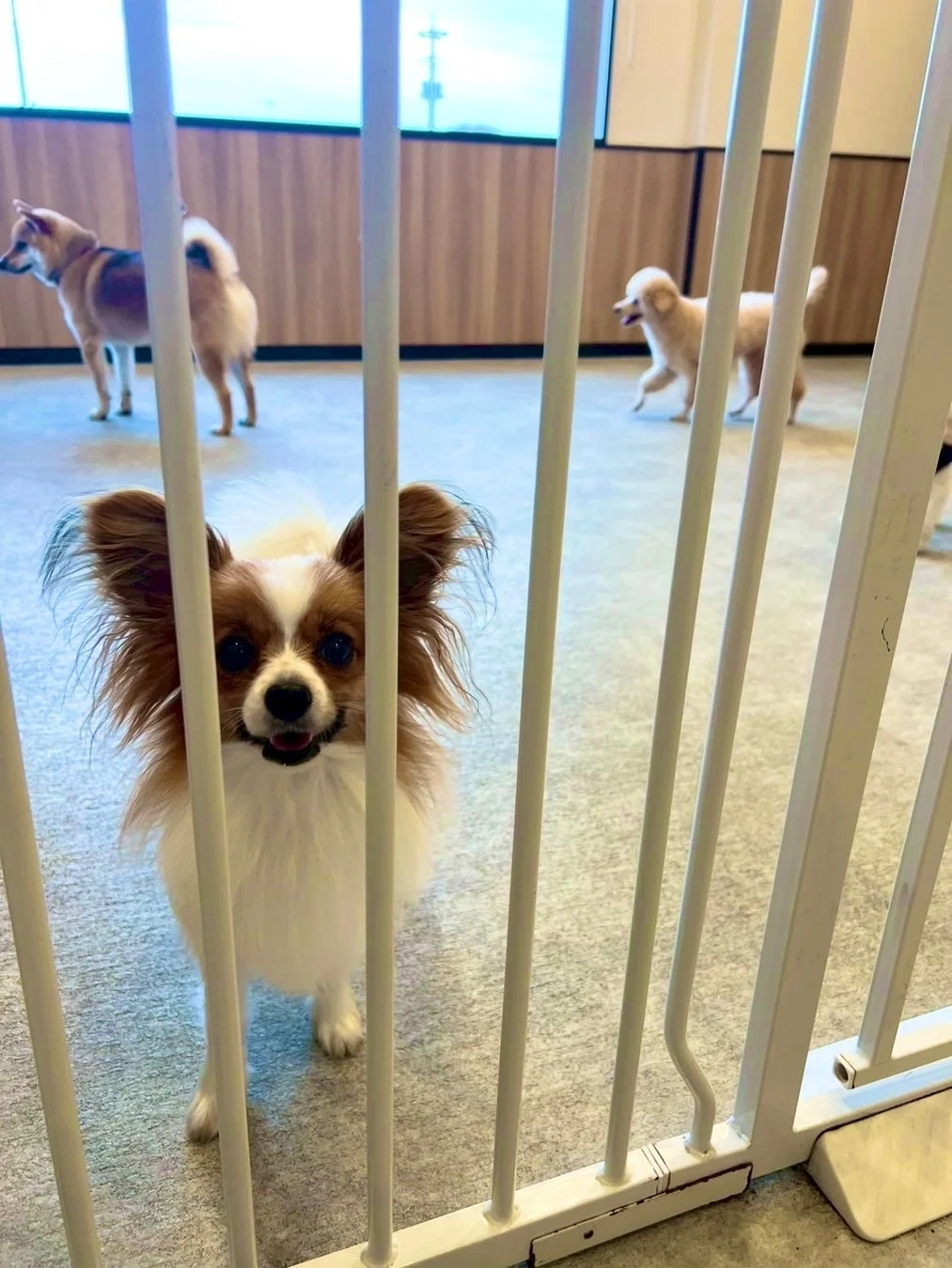 白いゲート越しにカメラを見つめる笑顔のパピヨン