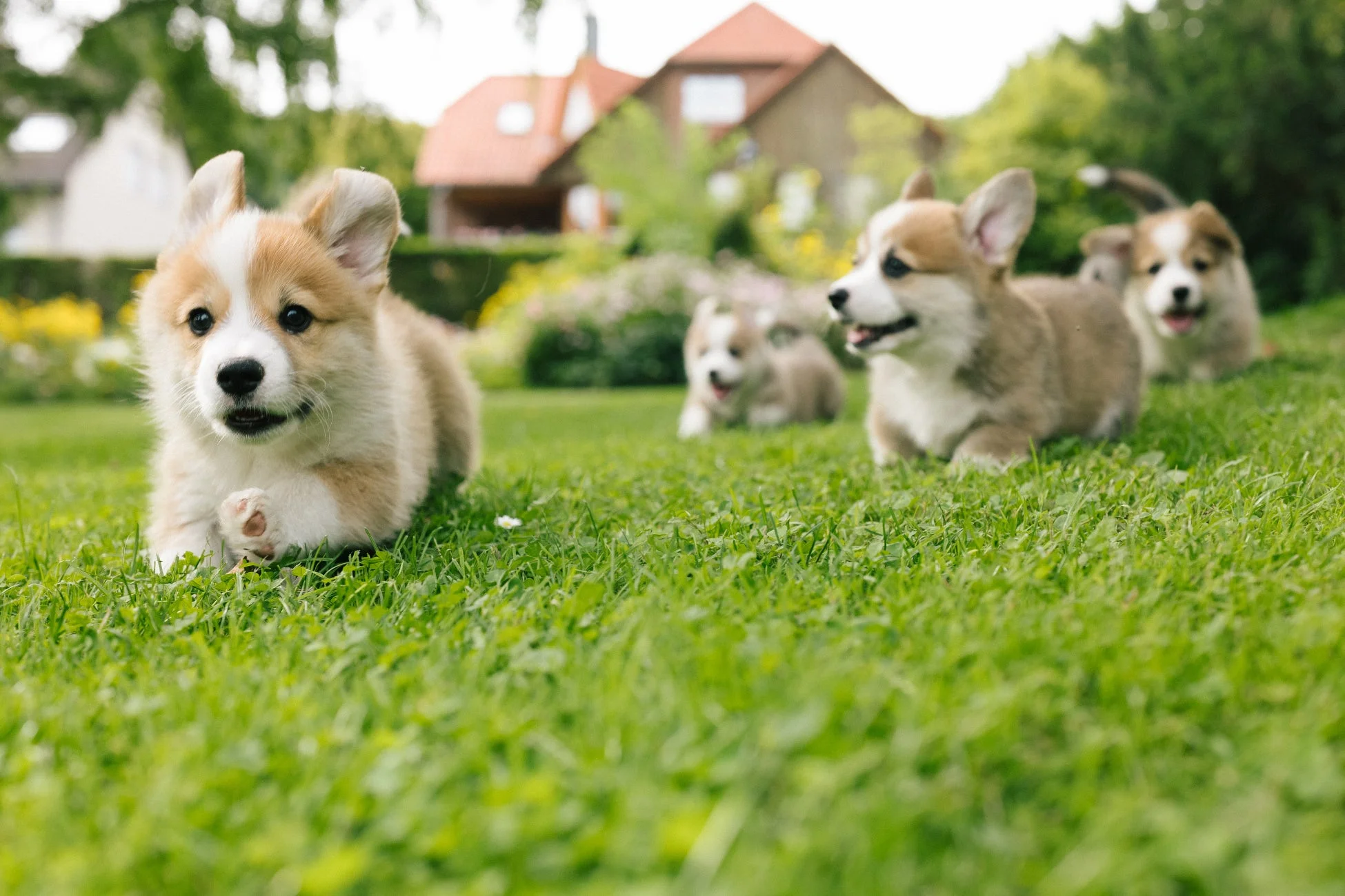 芝生の上で無邪気に遊ぶ数匹の可愛らしいコーギーの子犬たち
