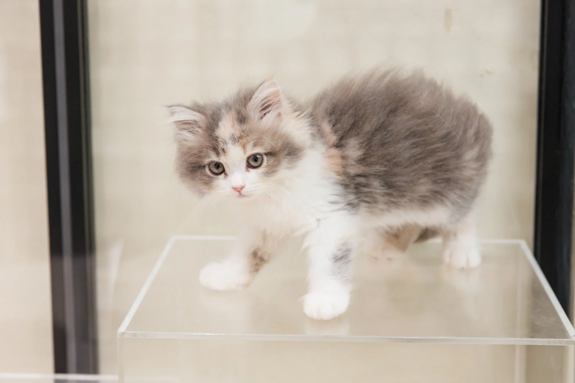 透明な台の上に立つ、ふわふわした毛並みの可愛い子猫